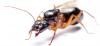 Photo for Pros In Control Pest Services