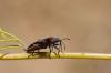 Photo for Integrity Termite and Pest Solutions