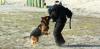 Photo for Superior K9 Training Solutions