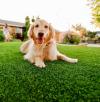 Photo for Turf Pros Solution Los Angeles