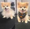 Photo for Wiggles Pet's SPA