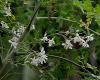 Photo for Future and Growth of Moringa ingredients Market by 2025