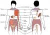 Photo for Visceral Pain Market Overview, Growth and Trend Analysis, 2014 to 2024