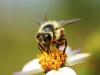 Photo for A1 Bee & Wasp Removal