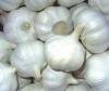 Photo for Garlic