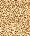 Photo for Sesame Seed