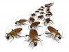 Photo for Imel Pest Control Inc
