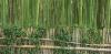 Photo for Gabelman's Gardens Bamboo