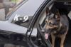 Photo for High Powered Protection Dog Training