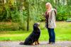 Photo for Bucks Dog Training