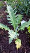 Photo for South Coast Garden Starters LLC