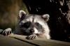 Photo for DelVal Wildlife Nuisance Control
