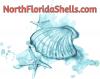 Photo for North Florida Shells