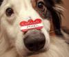 Photo for Buy Cheap Pet Id Tags Online