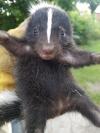 Photo for Abolish Pest & Wildlife Control