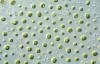 Photo for Microalgae Market by Growth, Top Key Players, Applications and Forecast Up To 2024