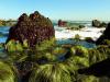 Photo for Seaweed Market Research Report, By Type, Application and Regions – Global Market Share, Trend Analysis and Forecast Up To 2024