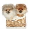 Photo for Best shampoo for shedding dogs