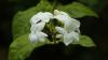 Photo for Jasmine grandiflorum absolute | Jasmine oil | Jasmine sambac absolute