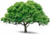 Photo for Allentown Tree Service LLC