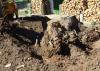 Photo for Cheapest stump removal & Grinding Murrysville