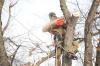 Photo for Steve Jones Tree Service