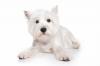 Photo for Silver Streak Kennels