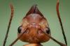 Photo for Empire Pest Defense