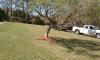 Photo for Dickie's Lawn Service