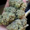 Photo for Benefits of Weed and Cannabis