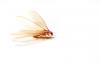 Photo for Pinnacle Pest Management BPT