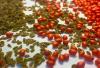 Photo for Seed Coating Materials Market: - Key Companies | Global Industry Report, 2018-2024