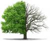 Photo for Wesley Kirk Tree Service