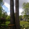 Photo for Rays Tree Service