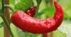 Photo for ICO Press Releases site News-Digital Currency Gets Fiery with Habanero-backed Token