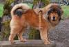 Photo for Does Your Tibetan Mastiff Love You? Here are Some Signs