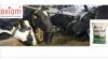 Photo for Cattle Feed & Feed Additives Market Size, Industry Overview 2024 | Axiom Market Research & Consulting