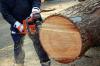 Photo for Arapahoe Tree Surgeons