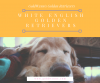 Photo for Apply for a English Golden Retriever Puppy at Goldwynns