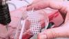 Photo for Cell and Tissue Culture Supplies Market Growing with Biopharmaceuticals and Artificial Organs