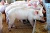Photo for Swine Feed Market Future Demand & Growth Analysis with Forecast up to 2024