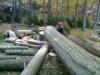 Photo for Orozco Landscaping and Tree service