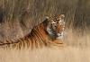 Photo for BOOK 1 DAY TOUR OF RANTHAMBORE NATIONAL PARK