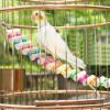 Photo for Birds Accessories in Beautiful Designs