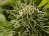 Photo for Buy blue dream and amnesia haze marijuana online