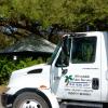 Photo for Affordable Palm Service, Inc
