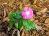 Photo for Andy Landscaping LLC