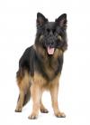 Photo for Paws Mahal, LLC