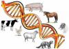 Photo for Animal Genetics Market Research by Regional Analysis, Key Players and Forecast up to 2024