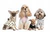 Photo for Out of Control Kennels